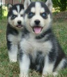 Sibirsk� husky -