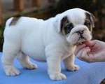  Anglick� buldog