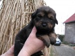 Tibetsk� doga, �t��ata