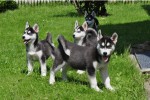 Modr� oci Sibirsk� husky