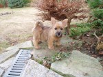 Prod�me pejska