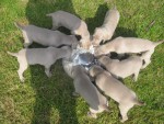 �t��ata se zahrani�n�ho kryt� - Holandsko