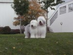 Zad�me �t��ata bobtaila
