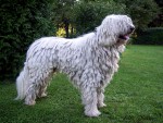 Cerberus Feh�r K�cos