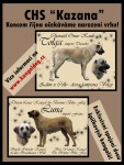 Kangal (Anatolsk� pasteveck� pes)