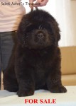 Novofundlandsk� pes - Kluk 