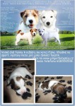 Kr�sn� fenky JRT k prodeji