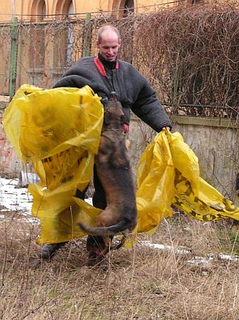Z�krok slu�ebn�ho psa proti pachateli (n�cvik)