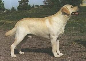 Labradorsk� retr�vr