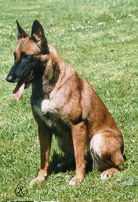 Belgick� ov��k malinois