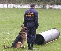 I u m�stsk� policie slou�� jako psovodi �eny.