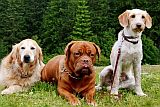 4. sraz bordeauxsk�ch dog a nejen jich