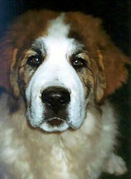 Pyrenejsk� mastin
