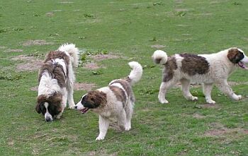 Pyrenejsk� mastin