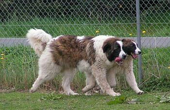 Pyrenejsk� mastin