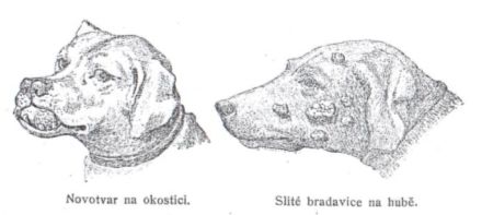 Novotvar na okostici - Slit� brabavice na hub�