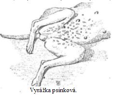 Vyr�ka psinkov�