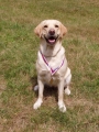 Labrado�i na S�zav�