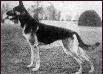 VA Dolf D�sternbrock