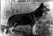 VA Pirol von der Buchenh�he