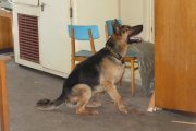 Z�chrann� pes Horsk� slu�by