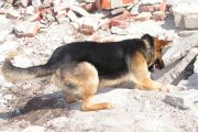 Z�chrann� pes Horsk� slu�by